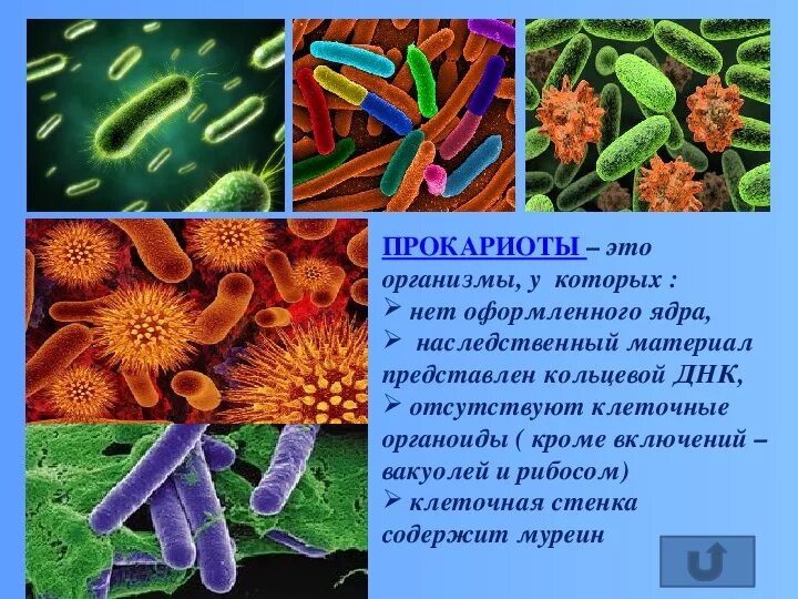 Общая характеристика бактерий 7 класс биология презентация. Бактерии биология. Бактерии доядерные организмы 7 класс. Организмы с оформленным ядром. Прокариоты организмы в клетках.