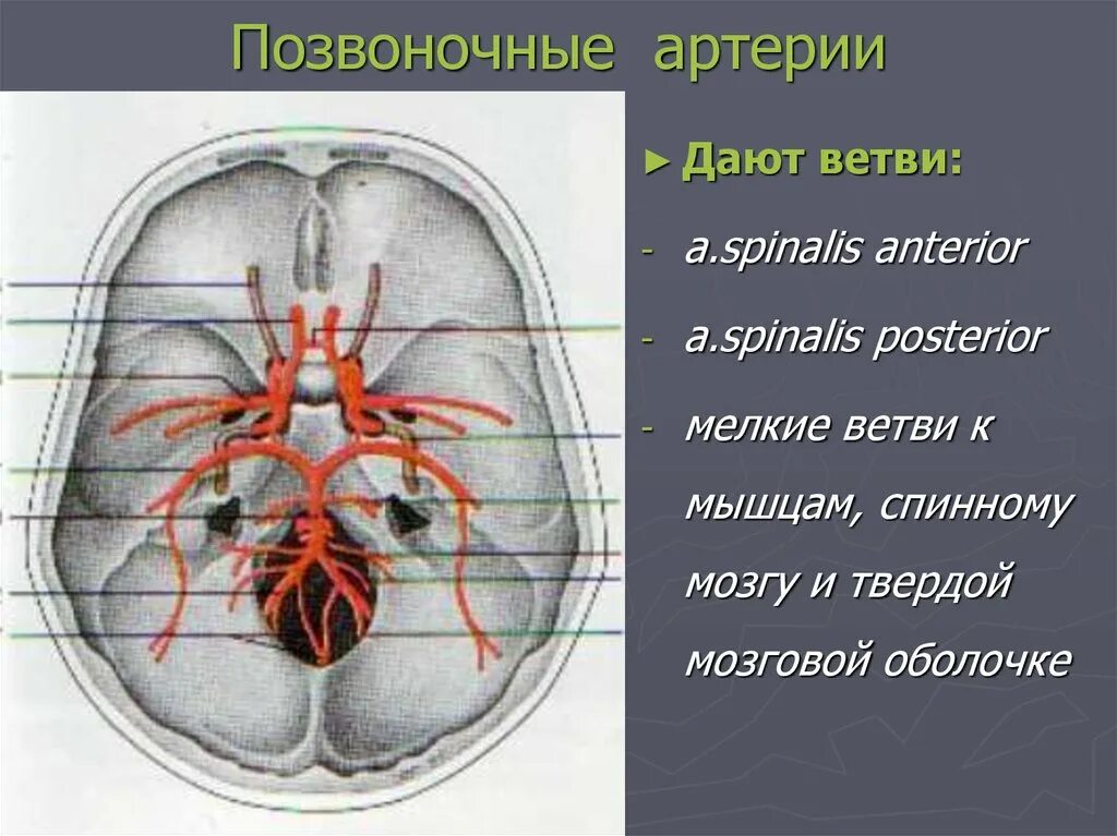 Внутренняя Сонная артерия входит в полость. Внутренняя Сонная артерия входит в полость черепа через. Внутренняя Сонная артерия входит в полость черепа через отверстие. Внутренняя Сонная артерия в сонном канале.