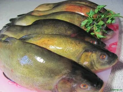 Вкусный линь