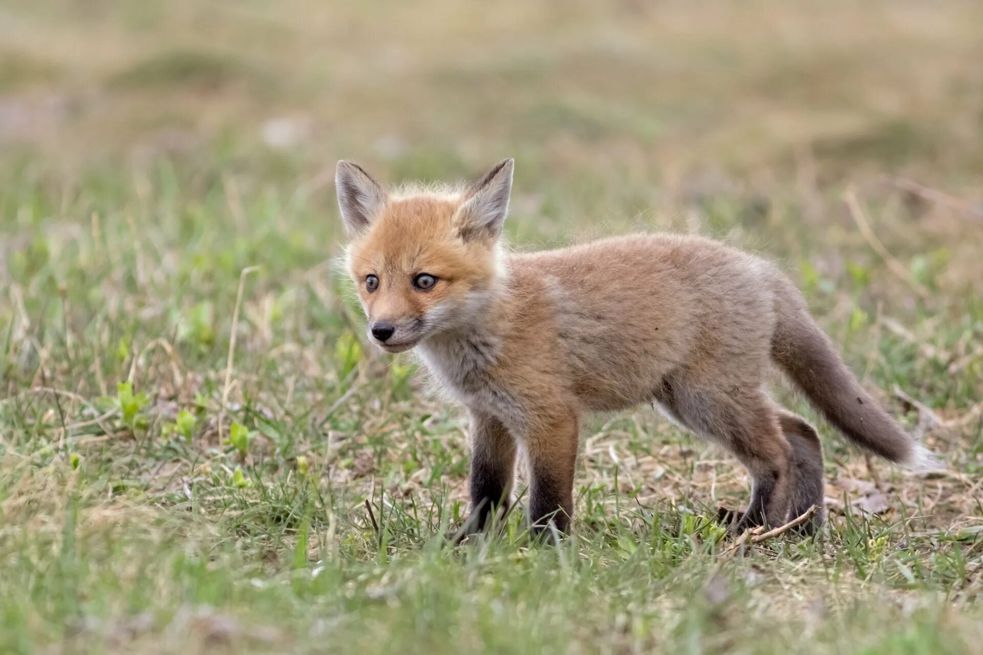 Лисы. Детеныш лисы. Лиса в траве. Обои на рабочий стол лисы. K fox