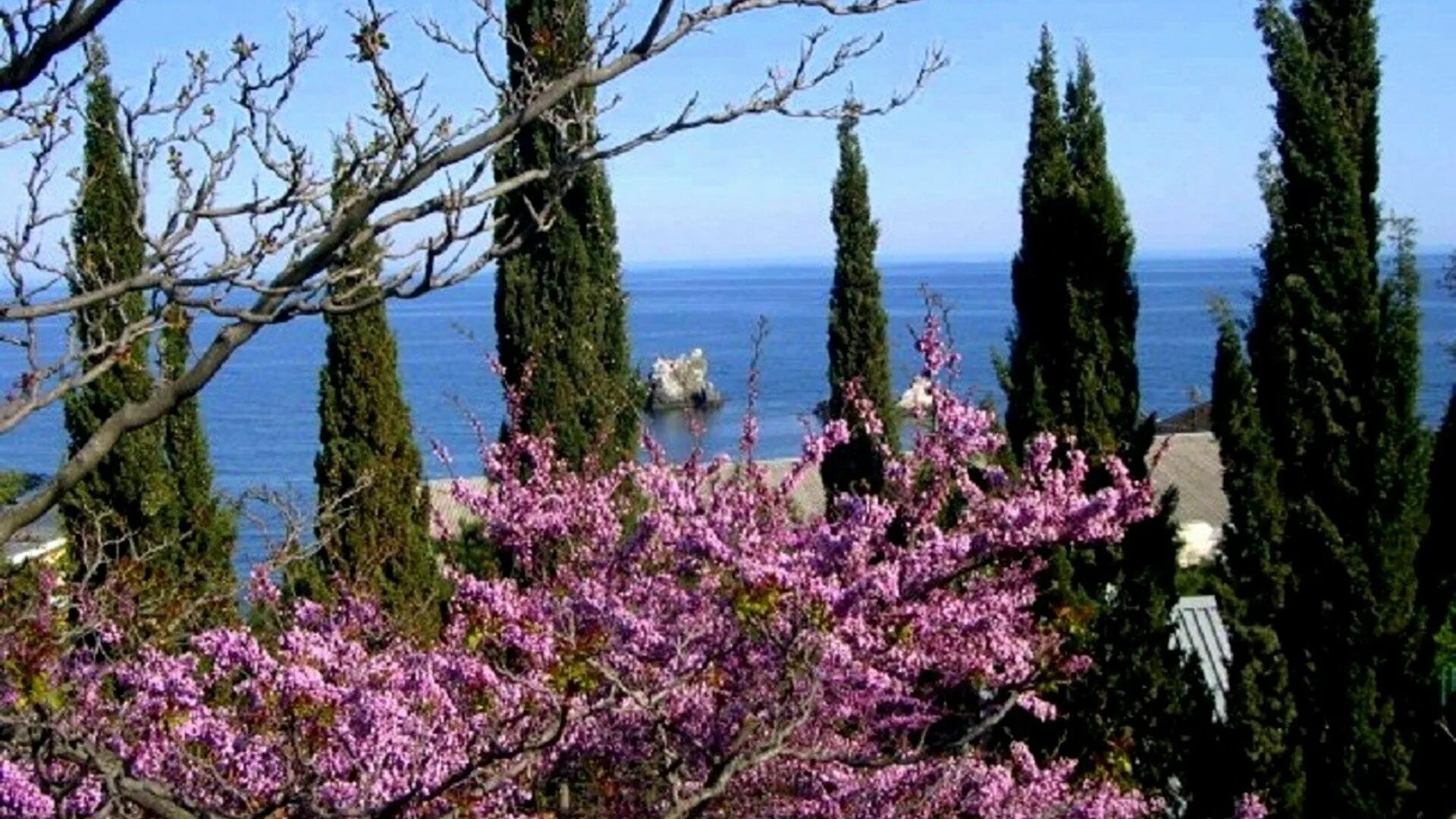 Кипарис итальянский (cupressus sempervirens). Кипарисовик лавсона ивонне. Кипарис весной. Дерево кипарис в пицунде. Кипарис итальянский (cupressus sempervirens).