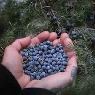 Какие ягоды лечебные