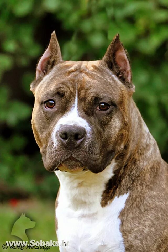 стаффордширский терьер некупированный. американский стаффордширский терьер белый. стаффордширский терьер купированные. американский стаффордширский терьер купированный. купирование ушей стафоорд.