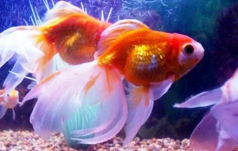 Смотреть Цар Гидон секс онлайн