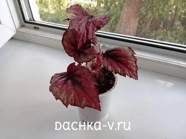 Выращивание декоративно лиственной бегонии