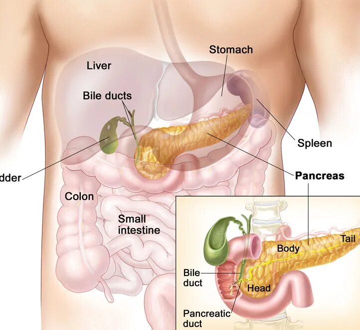 Селезенка желудок поджелудочная железа. Поджелудочная железа человека. Желчный пузырь и поджелудочная железа. Поджелудочная железа анатомия человека.