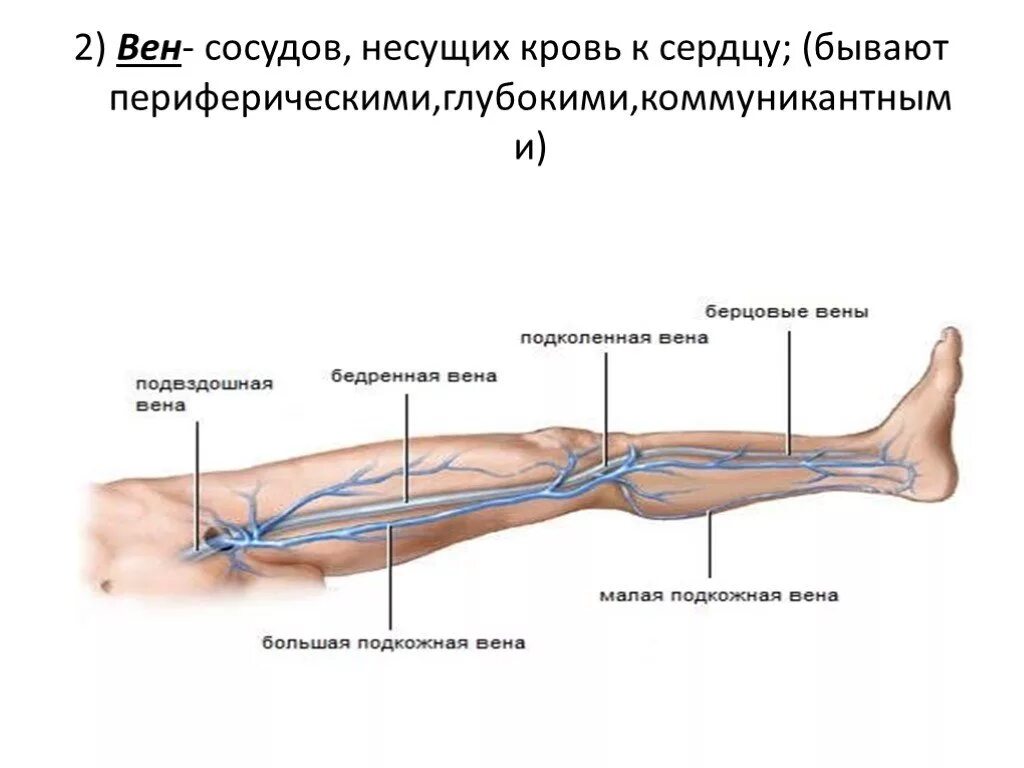 Периферическая вена где. Перфорантные вены нижних конечностей анатомия. Коммуникантные вены нижних конечностей. Коммуникативные вены нижних конечностей.