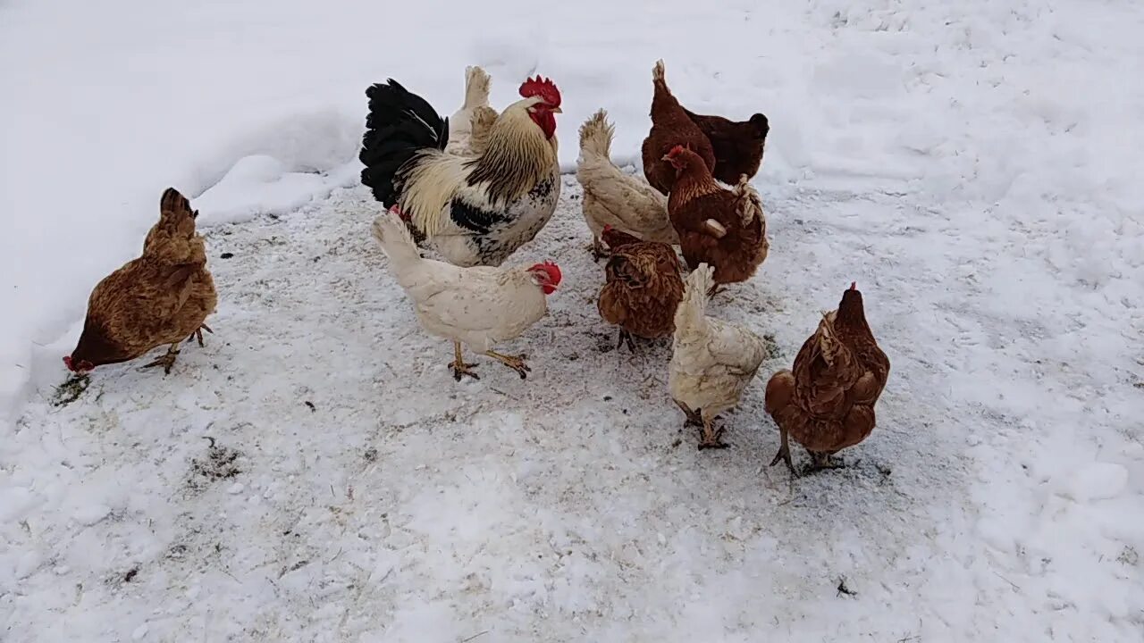 Зимний с курицей