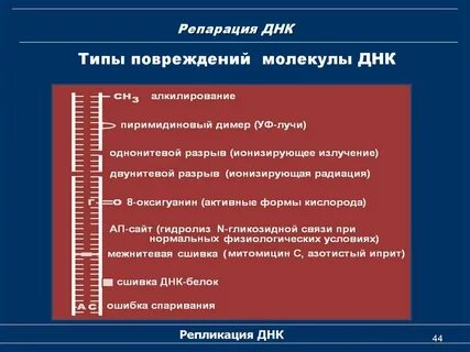 Дефекты репарации