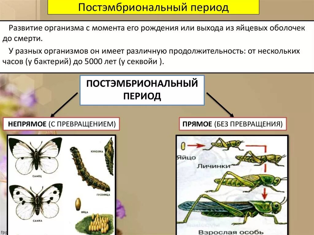 Индивидуальное развитие живого организма. Постэмбриональный период развития 9 класс. Постэмбриональный онтогенез. Пост эмбриональный период развития. Постэмбриональный период онтогенеза.