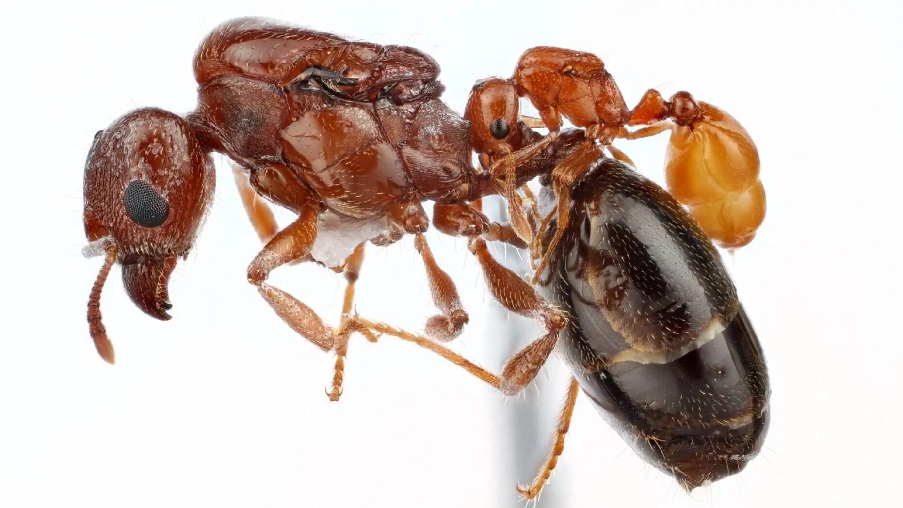 Муравьи наездники. Solenopsis fugax. Геминаты муравьи. Solenopsis fugax самец.
