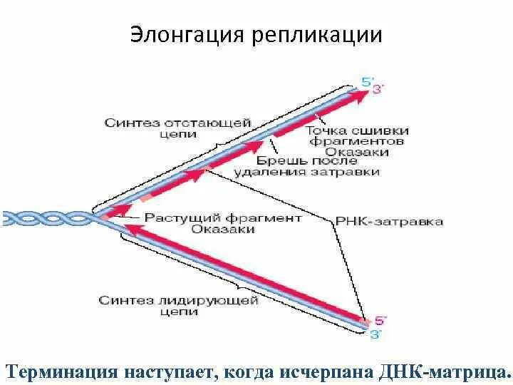 Матричная репликация. Репликация днк инициация элонгация терминация. терминация репликации днк схема. этапы репликации днк инициация элонгация терминация. элонгация репликации днк.