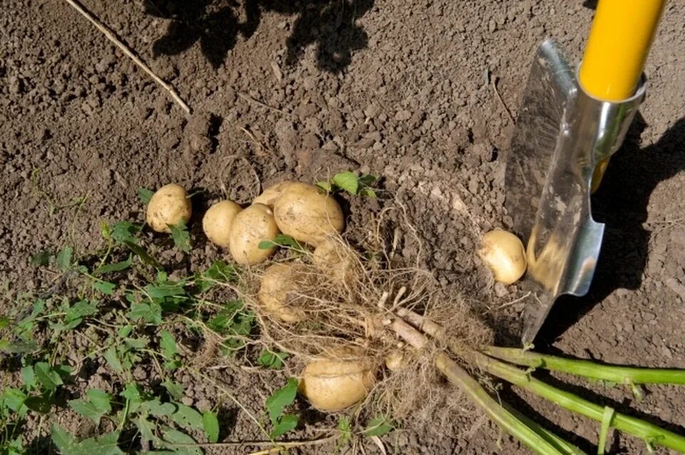 Вырастет ли картошка. Выкапывание картофеля. Копка картофеля. Выкопка картофеля. Выкопали картофель.