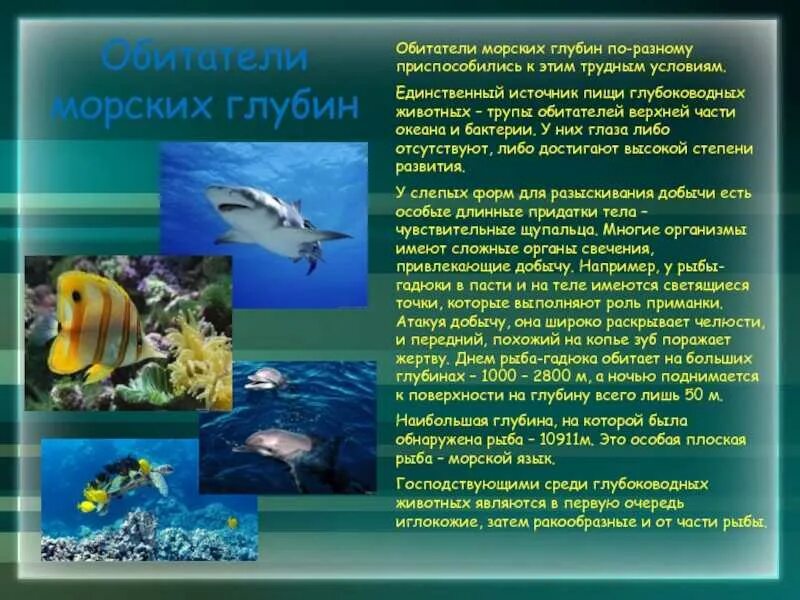 Сообщение жизнь в океане 7 класс. Информация о морских жителях. информация про морских обитателей. доклады о обитателях морей и океанов. сообщение об обитателях океана.