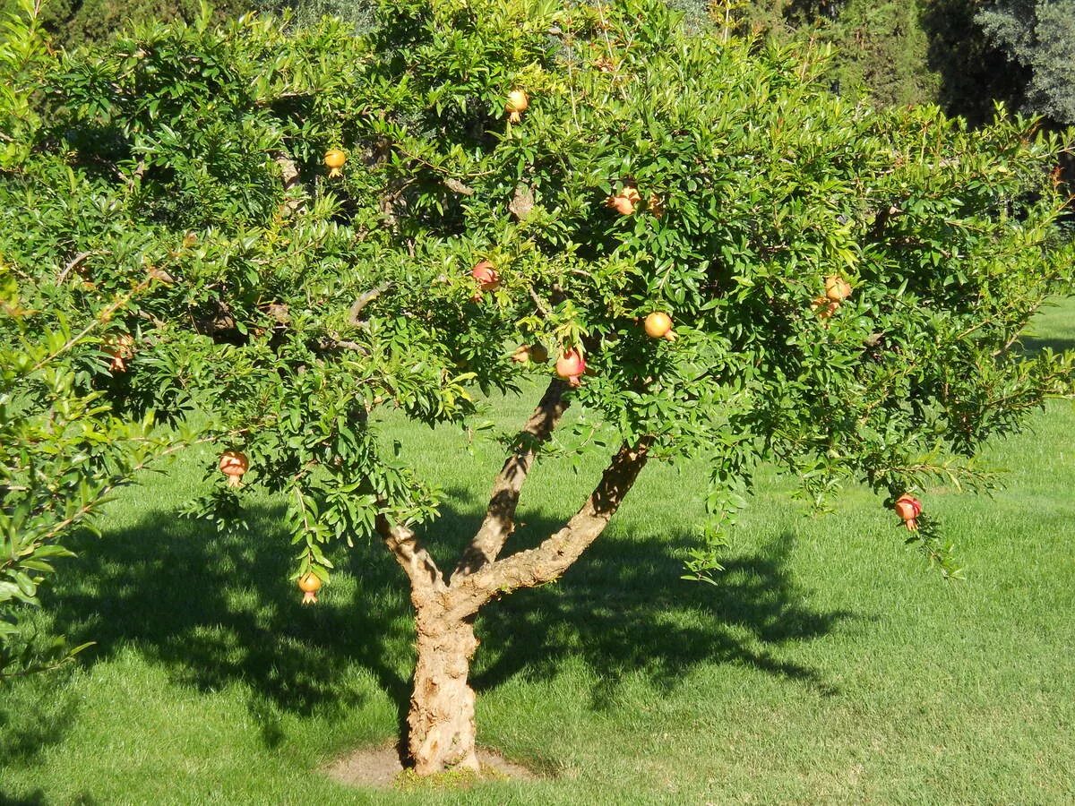 Гранат обыкновенный дерево. Гранат сокотранский. Гранатовое дерево (Punica). Дерево гранат в Крыму.
