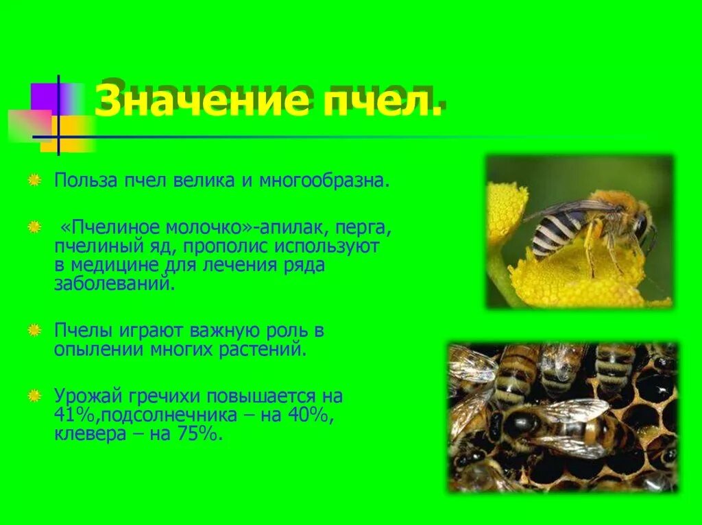 Функция пчелы. Какую пользу приносят пчелы. роль пчел в природе. чем полезны пчелы. польза пчел.