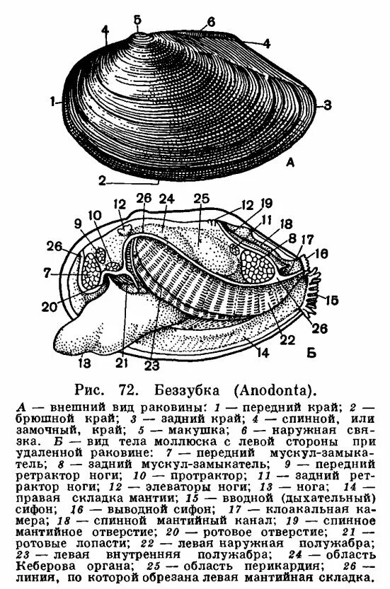 Перловица обыкновенная. 6 беззубка. 6 беззубка. 6 беззубка. 6 беззубка.