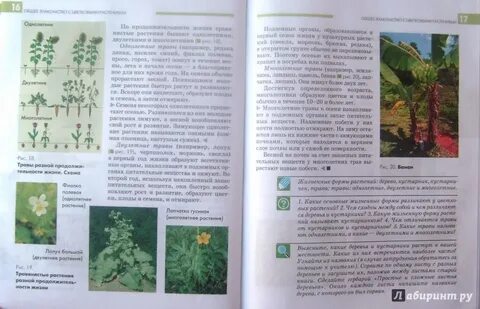 Проекты по биологии 7 класс растения