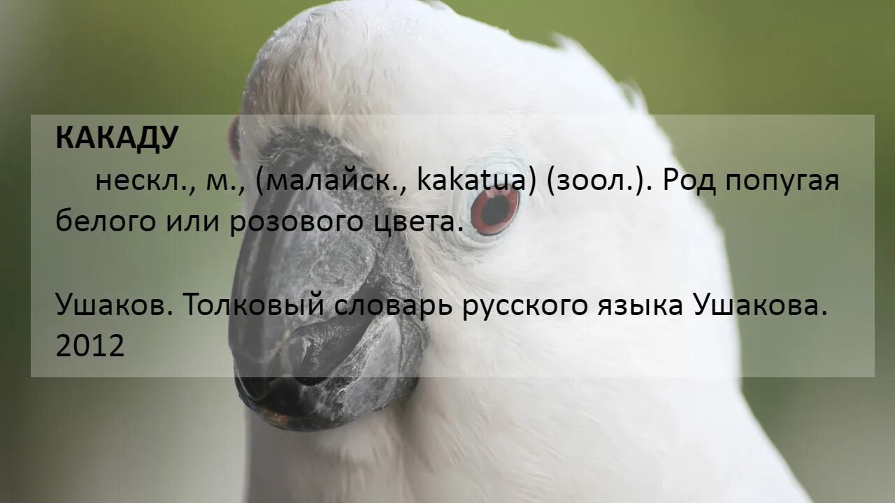 Род какаду в русском. Род Какаду в русском языке. Какаду какой род. Какаду какой род мужской или женский. Род слова Какаду в русском языке.