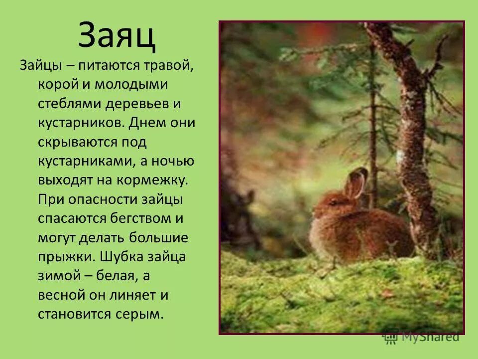 Описание зайца для детей. Зимой зайцы кормятся корой деревьев. Сообщение о зайце зимой. Заяц питается корой деревьев. Чем питается заяц зимой.