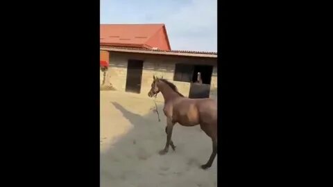 Видю