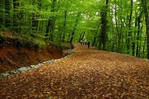 Белградский лес