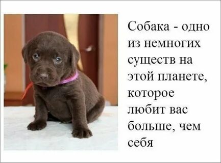 Каких людей не любят собаки
