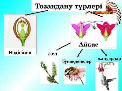 Хирург әйел жыныс мүшесін тексереді.