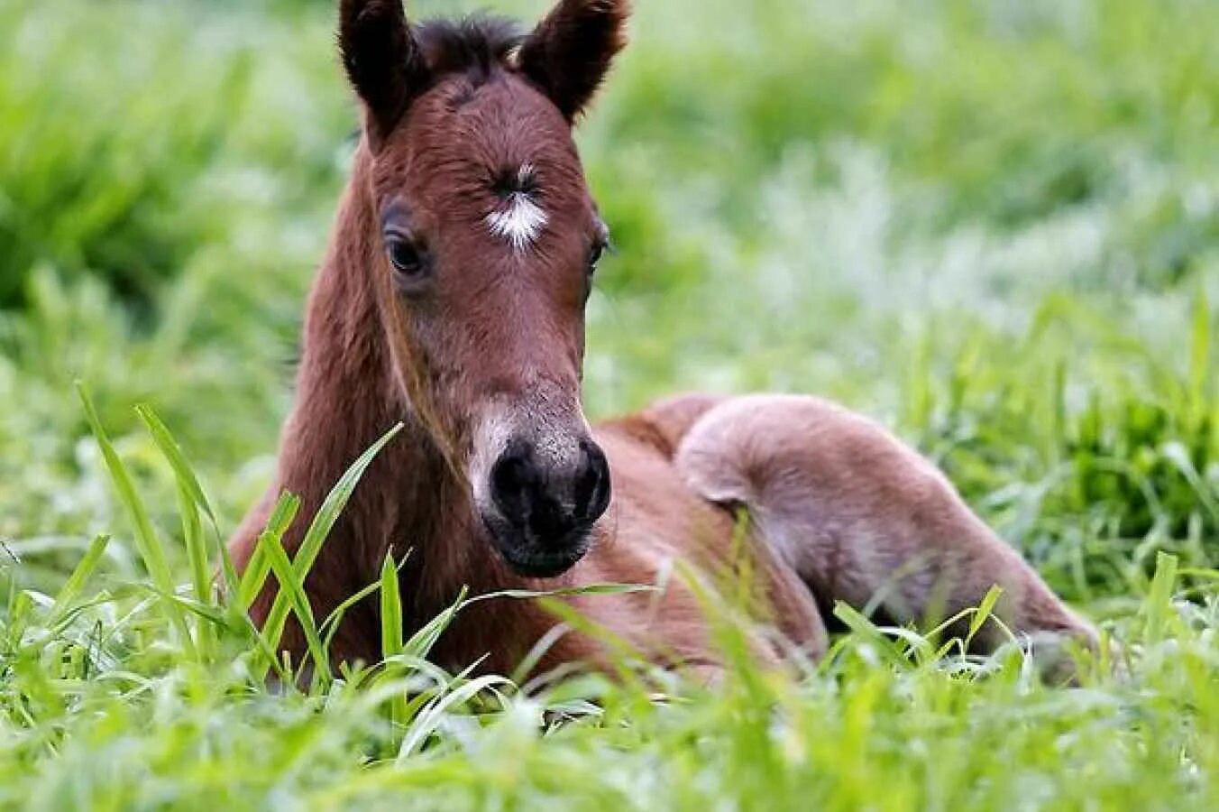 Called horse. Гнедой жеребенок. Жеребенок Польшинский. Жеребенок пони. Красивые жеребята.