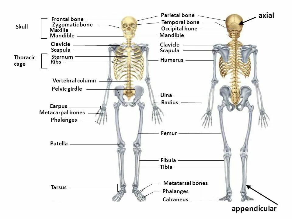 Скелет человека на английском. Skeleton Bones names. Аппендикулярный скелет. Human Skeleton Bone names.