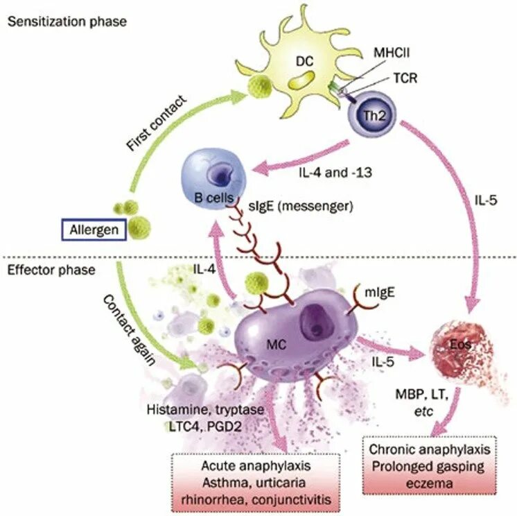 Гистамин в крови. IGE И тучные клетки. Активация тучных клеток. Аллергия клетки. Роль эозинофилов и базофилов в аллергической реакции.