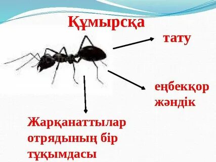 Шашты әйелдердің үйдегі фотосуреттері