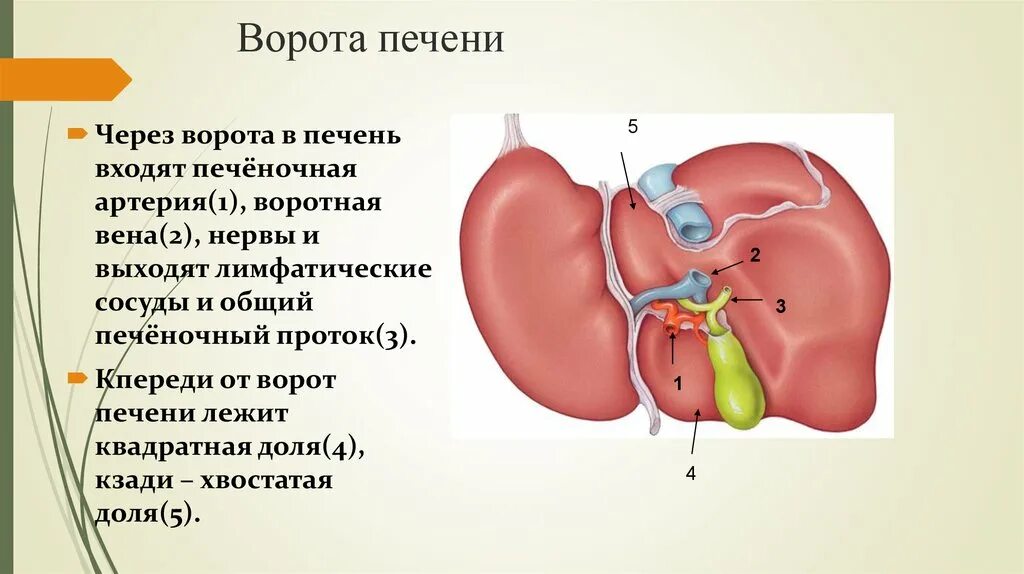 5 год печени