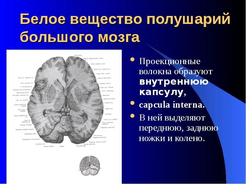 Волокна белого вещества