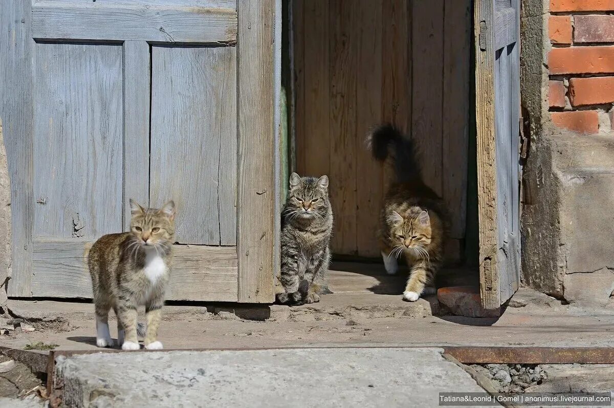 Пороге домой. Кошка в деревне. Деревенский кот. Котята в деревне.