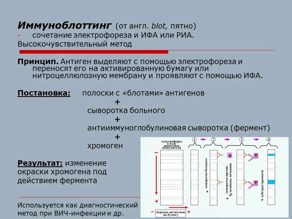 Иммуноблоттинг компоненты реакции. Иммуноблоттинг метод. Иммуноблоттинг интерпретация результатов. Иммуноблоттинг микробиология схема.