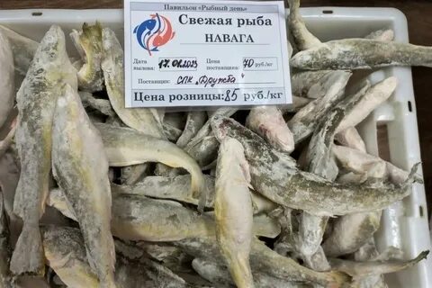 Польза рыбы навага для организма