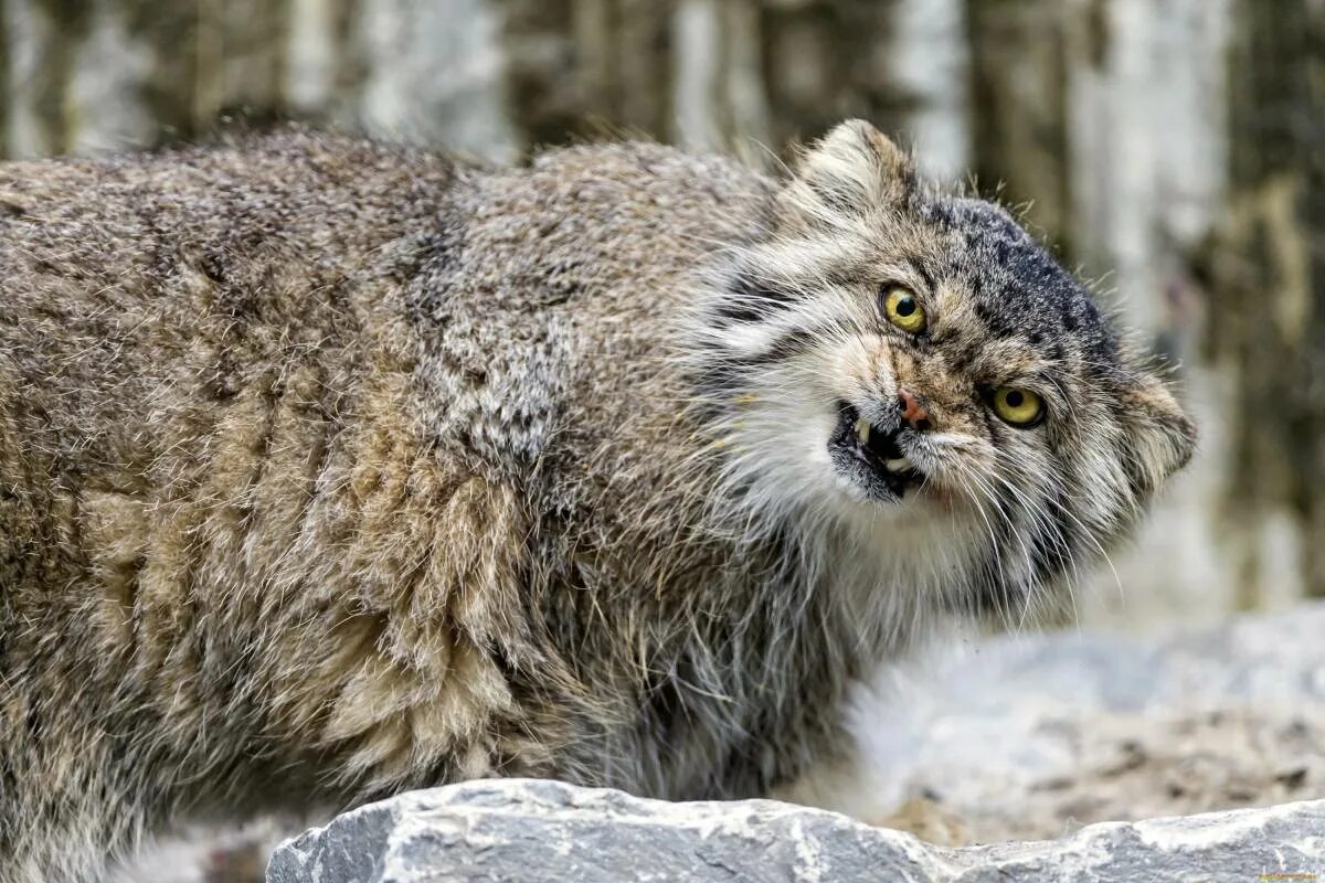 Манул (палласов кот). Тибетский Манул. Манул Забайкальский дикий кот. Лесной кот Манул. Густота шерсти манула