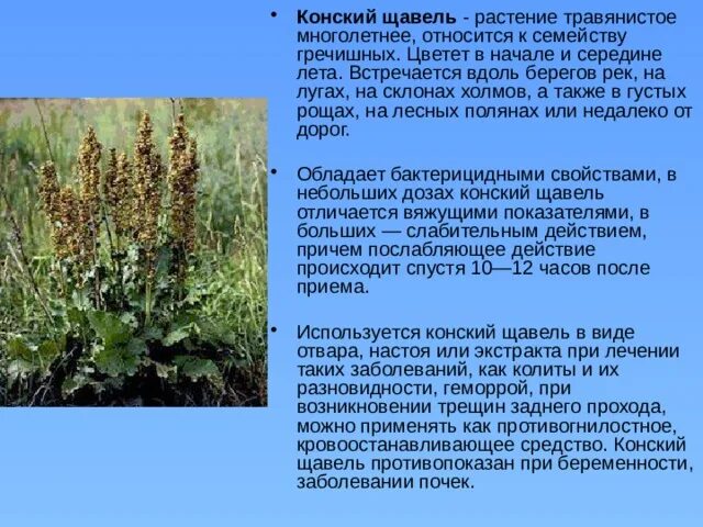 Можно ли кроликам щавель. Трава конский щавель. Щавель конский (Rumex confertus Willd.). Щавель лекарственное растение. Растение похожее на конский щавель.