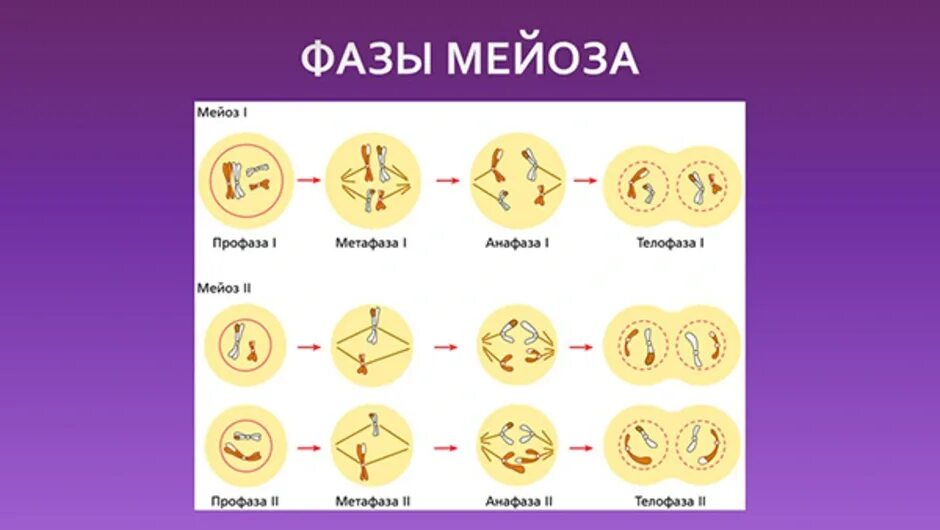 Профаза метафаза 2 мейоза. Схема метафазы мейоза 1 2n=6. Фазы мейоза анафаза 2. Фазы мейоза метафаза 2. Что образуется в результате митоза