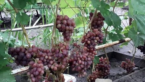 Виноград сорт учитель