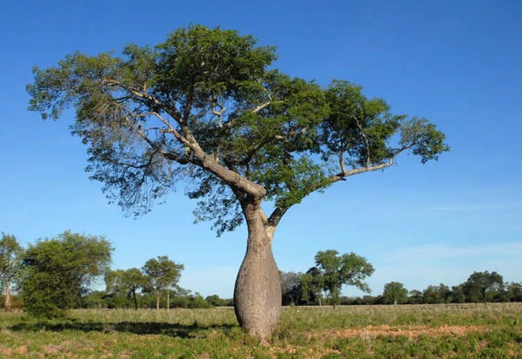 Дерево пала. Тоборочи бутылочное дерево. Брахихитон бутылочное дерево. Бутылочное дерево в Австралии. Бутылочное дерево Южной Америки.