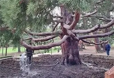 Дерево желаний артек