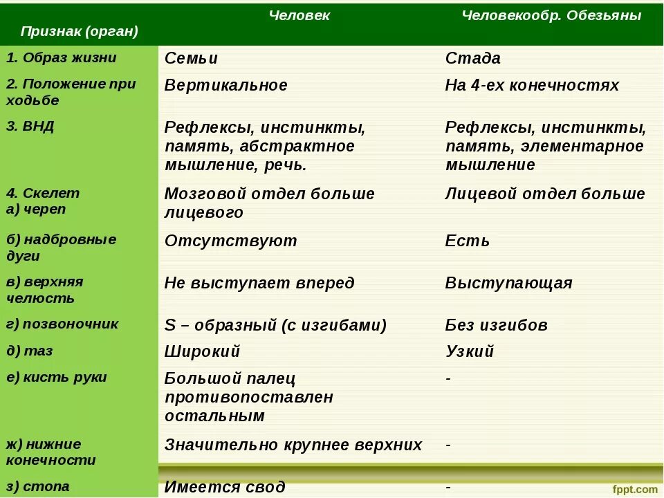 Черты сходства и различия человека. Сходства и различия человека. Отличия и сходства человека и обезьяны. Различия между человеком и антропоидами. Образ жизни человека и человекообразных обезьян таблица.