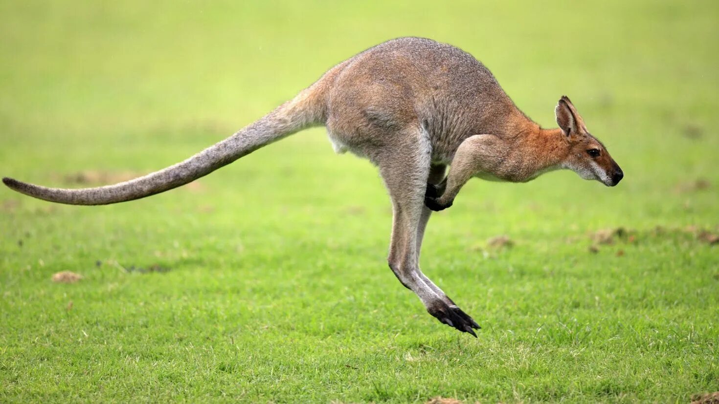 Сумчатые кенгуру. Сумчатые кенгуру в Австралии. Валлаби Австралия. Кенгуру животное Австралии. Животное с 3 е