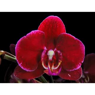 Phal pearl
