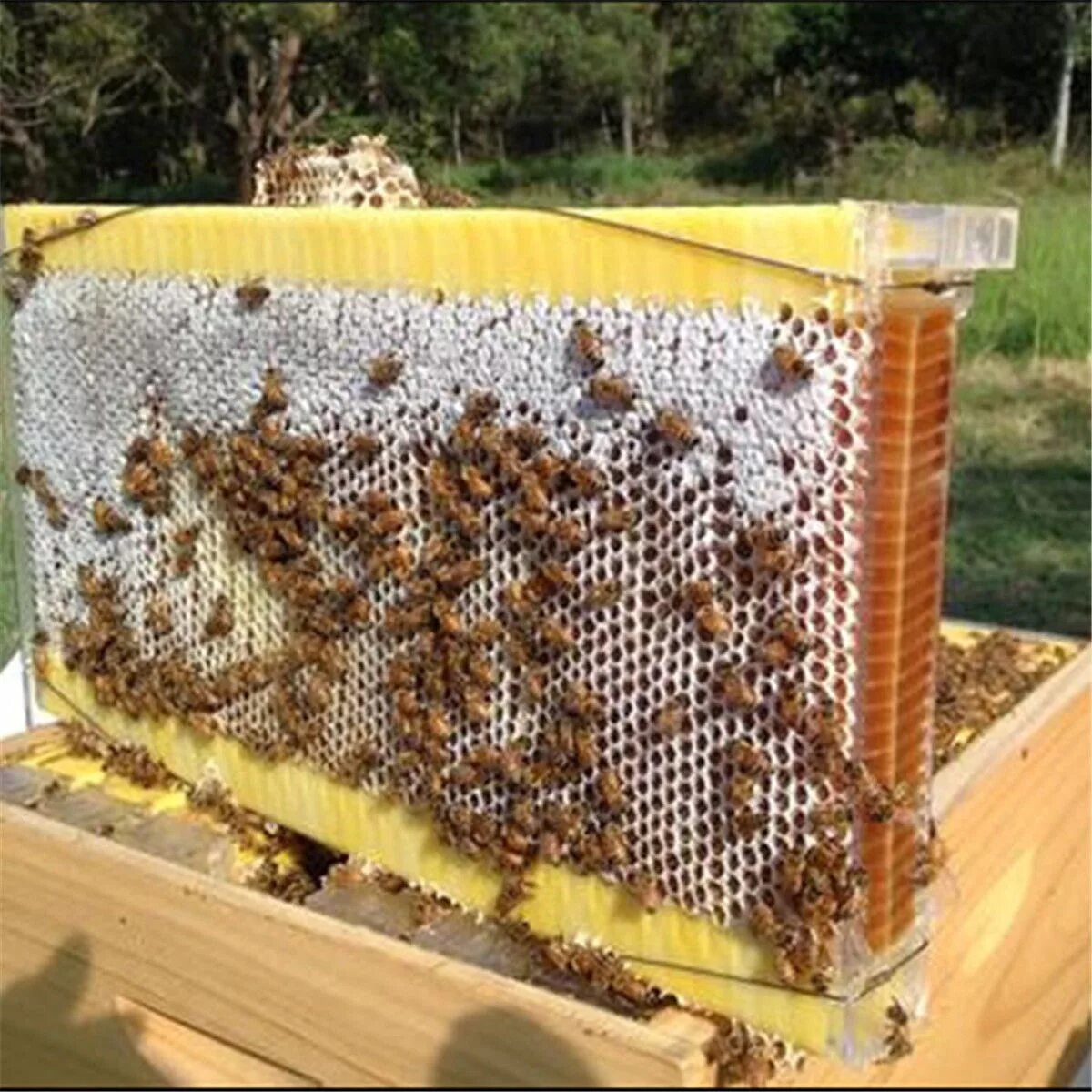 Купить пчелиные рамки. Пчелопакеты Бакфаст. Пасека соты. Рамка для пчелиных сот. Рамка соты пчелы.