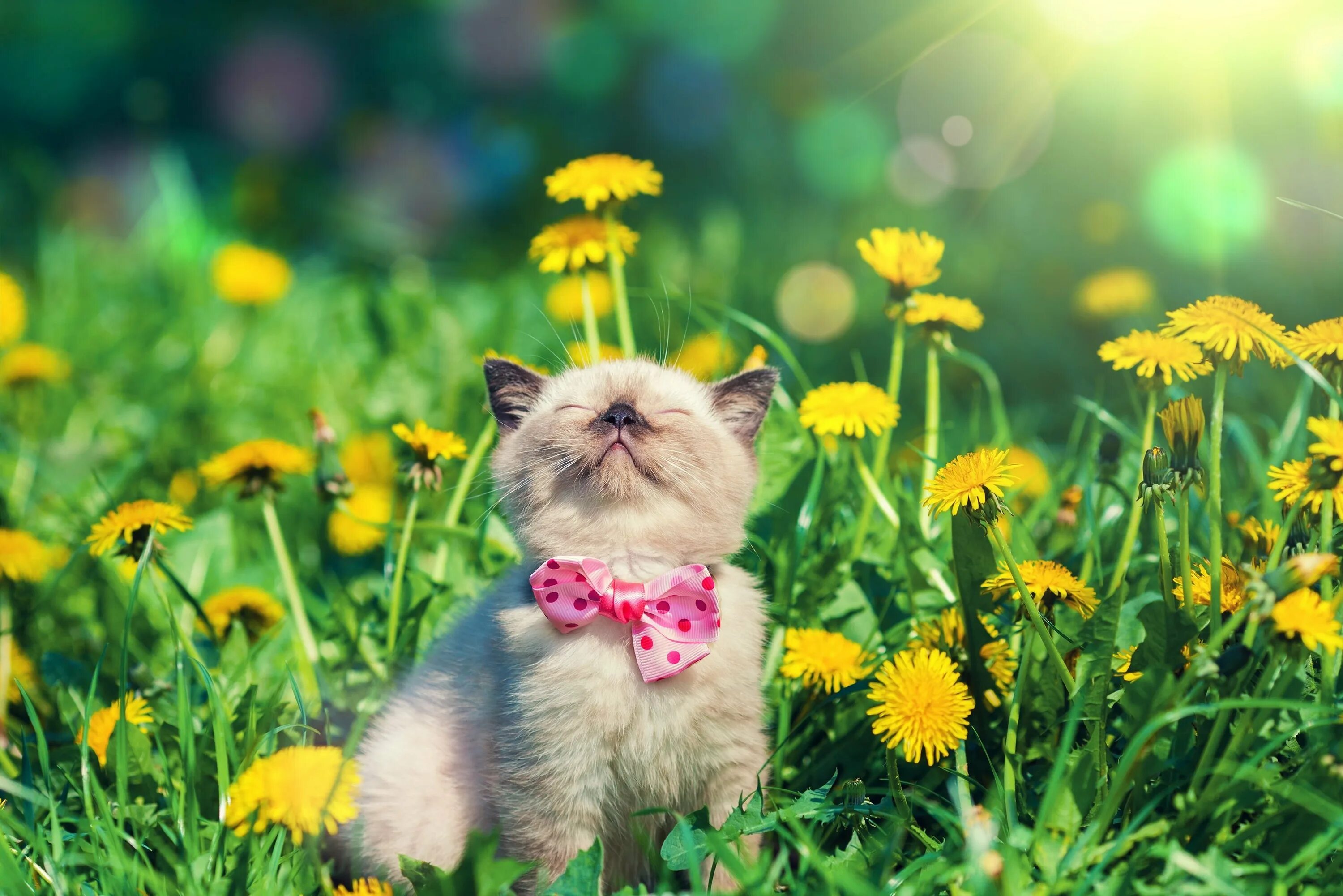 Звери под солнцем. Котенок в одуванчиках. Лето животные. Цветы и животные. Кот лето.