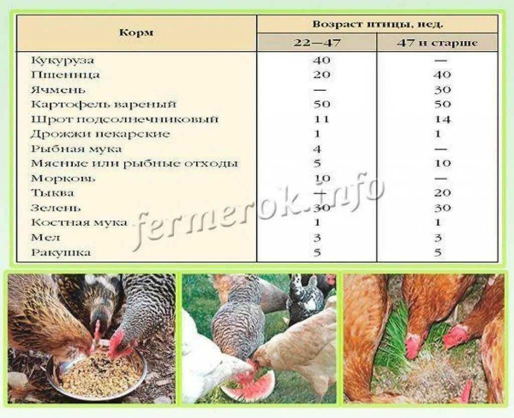 Сколько раз кормить кур. Рацион кур несушек. Кормить кур-несушек. Корм курам несушкам для яйценоскости. Норма корма на курицу несушку в день.