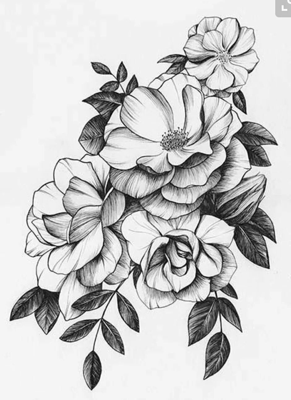 Вьющиеся цветы эскиз. Эскизы цветов для тату. Эскизы цветов. Рисунки цветов эскизы. Цветы эскиз.